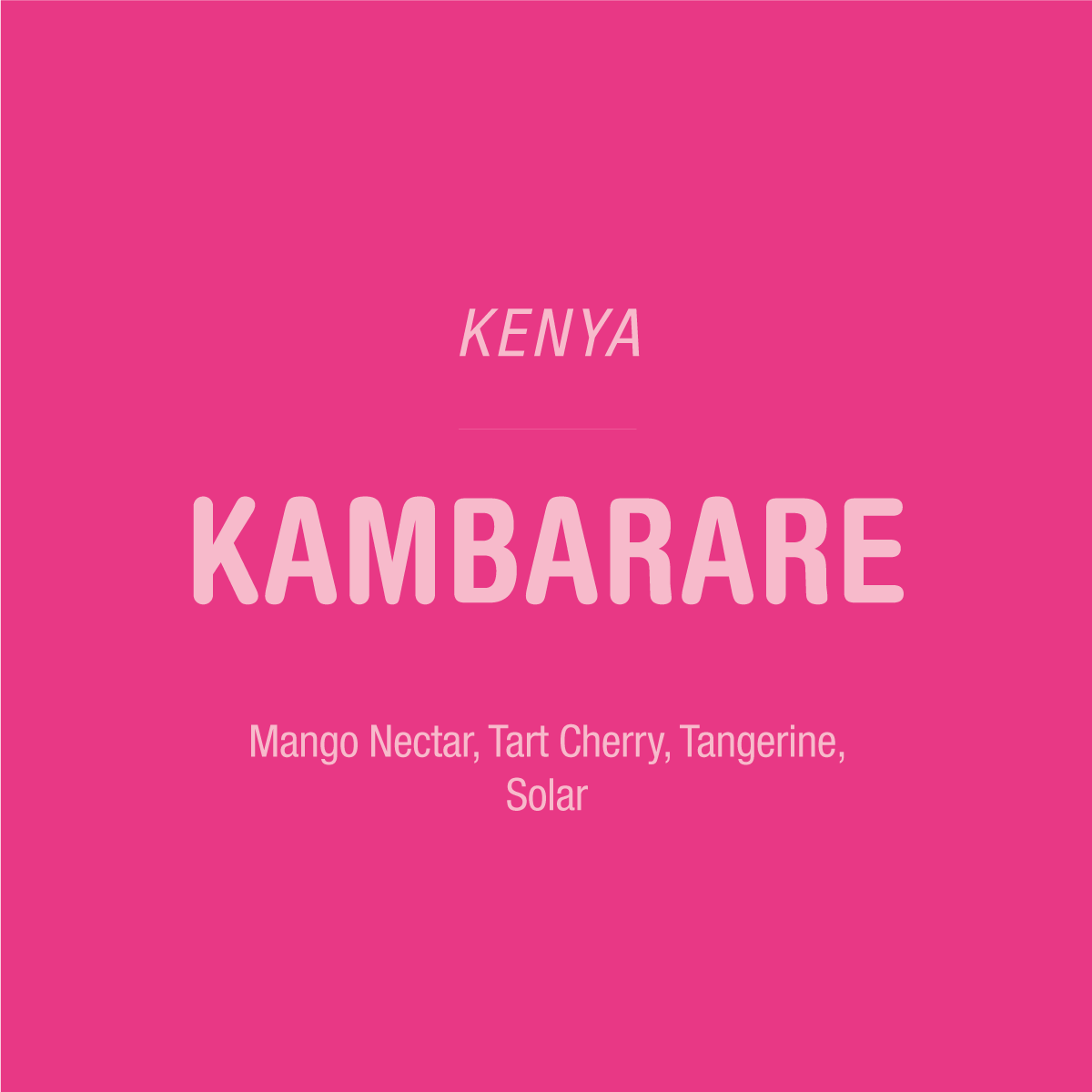 Bright pink background with centered white text: TANDEM COFFEE ROASTERS above KAMBARARE - KENYA in large font. Below, smaller text reads: Mango Nectar, Tart Cherry, Tangerine, Solar—flavor notes from this exceptional Kenya microlot coffee, sourced from the renowned Kambarare farm.